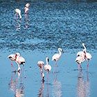 flamingo birds in lagoon