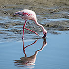 flamingo bird in lagoon