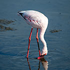 flamingo bird in lagoon