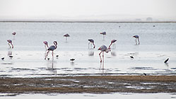 flamingo birds in lagoon