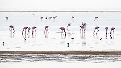flamingo birds in lagoon