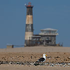 seabird in front of lighthouse