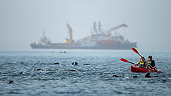 people kayaking amongst seals