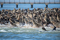 seal colony on beach