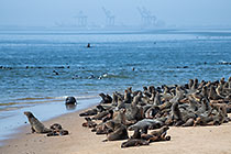 seal colony on beach