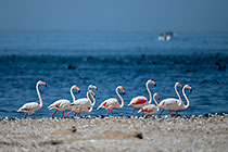 flamingo birds walking on beach