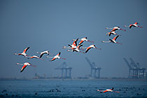 flamingo birds flying