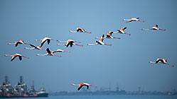flamingo birds flying