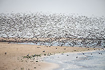 thousands of cormoran birds flying along beach