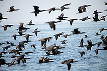thousands of cormoran birds flying along beach