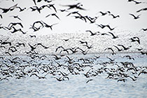 thousands of cormoran birds flying along beach