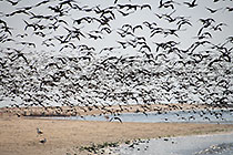 thousands of cormoran birds flying along beach