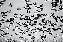 thousands of cormoran birds flying along beach