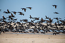 thousands of cormoran birds flying along beach