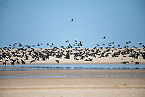 thousands of cormoran birds flying along beach
