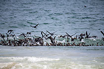 cormoran birds fishing in waves