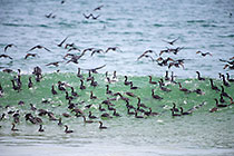 cormoran birds fishing in waves