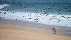 jackal chasing cormoran birds on beach