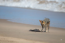 jackal eating dead cormoran bird on beach