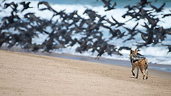 jackal chasing cormoran birds on beach