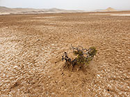 tortuous bush in salt pan under mist
