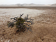 tortuous bush in salt pan under mist