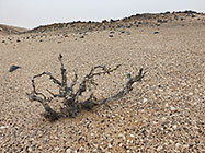 tortuous bush in salt pan under mist