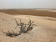 tortuous bush in salt pan under mist