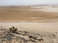 tortuous bush in salt pan under mist