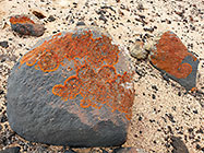 red lichens growing on stone