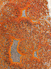 red lichens growing on stone