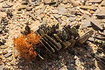 lichens growing on stones