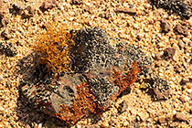 lichens growing on stones