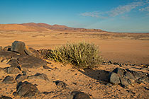 rocks & bushes in arid plain
