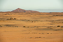 rocks & bushes in arid plain at sunset