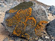 red lichens growing on rock