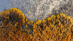 red lichens growing on rock