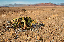 welwitschia plant in rocky plain