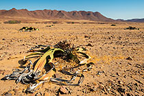 welwitschia plant in rocky plain
