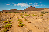 track between patches of green plant