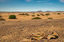 welwitschia plant in rocky plain