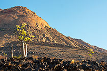 isolated trees on rocky hill