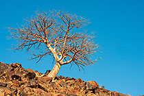 isolated tree on rocky hill