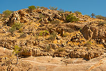 trees on rocky hill