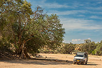 ranger camper near big tree in riverbed