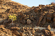 isolated tree on rocky hill