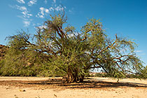 ana tree in riverbed