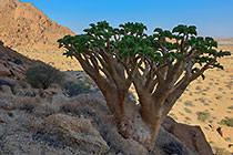 butter tree on hill & monolith mountain