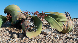 Welwitschia mirabilis plant with male flowers