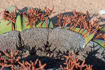 Welwitschia mirabilis plant with male flowers